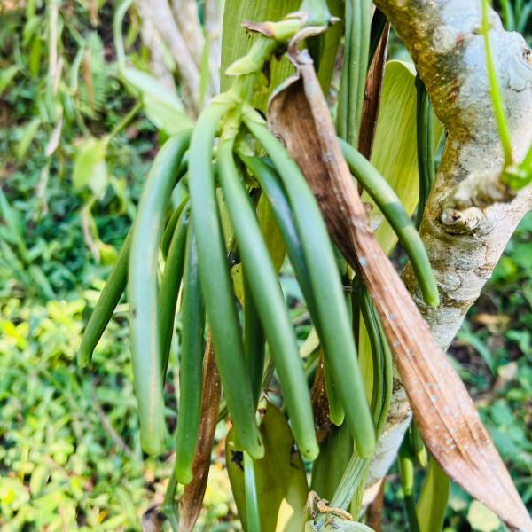 Vanille Bourbon Golden